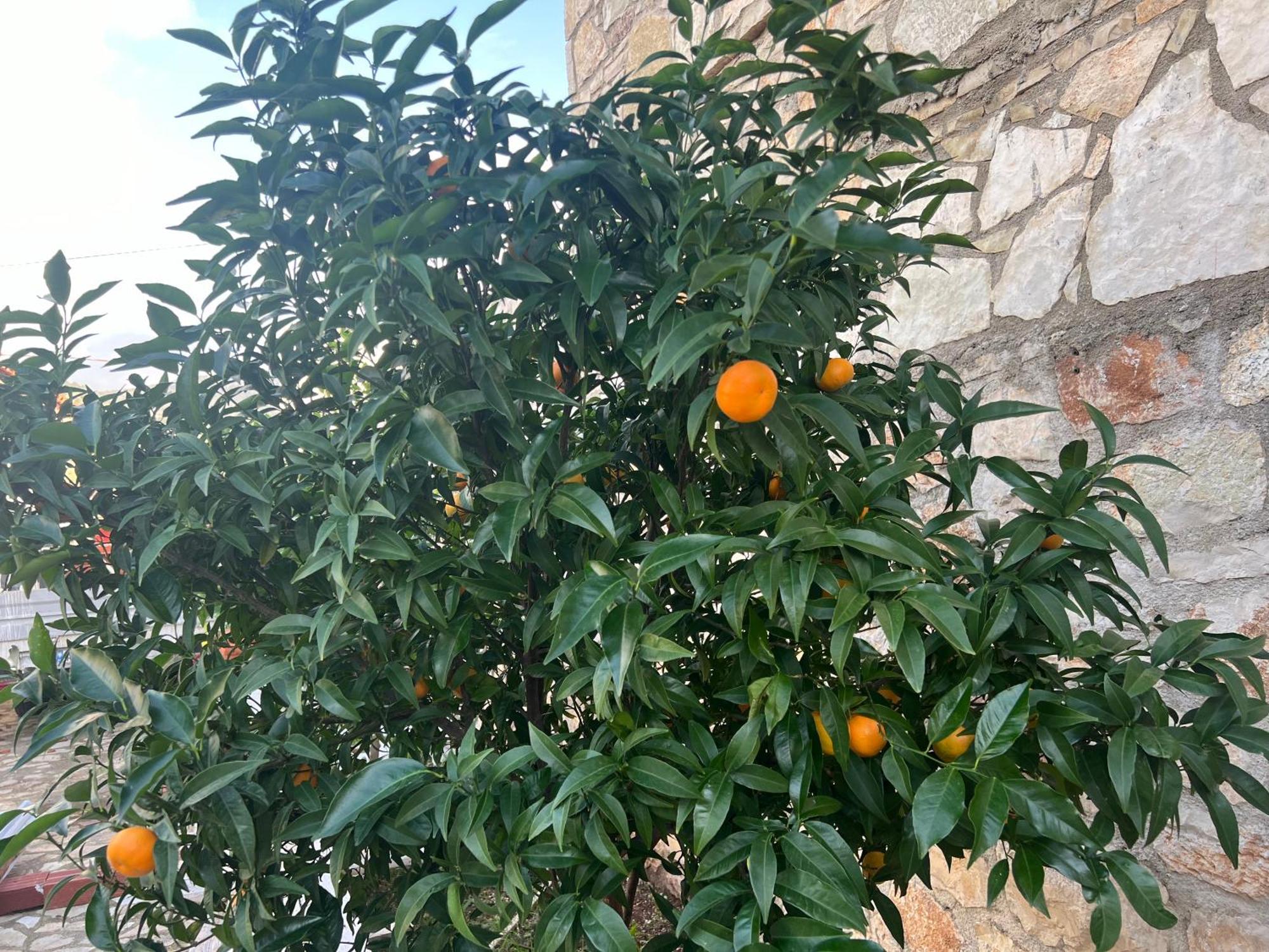 Jardin Miraculeux Otel Himarë Dış mekan fotoğraf