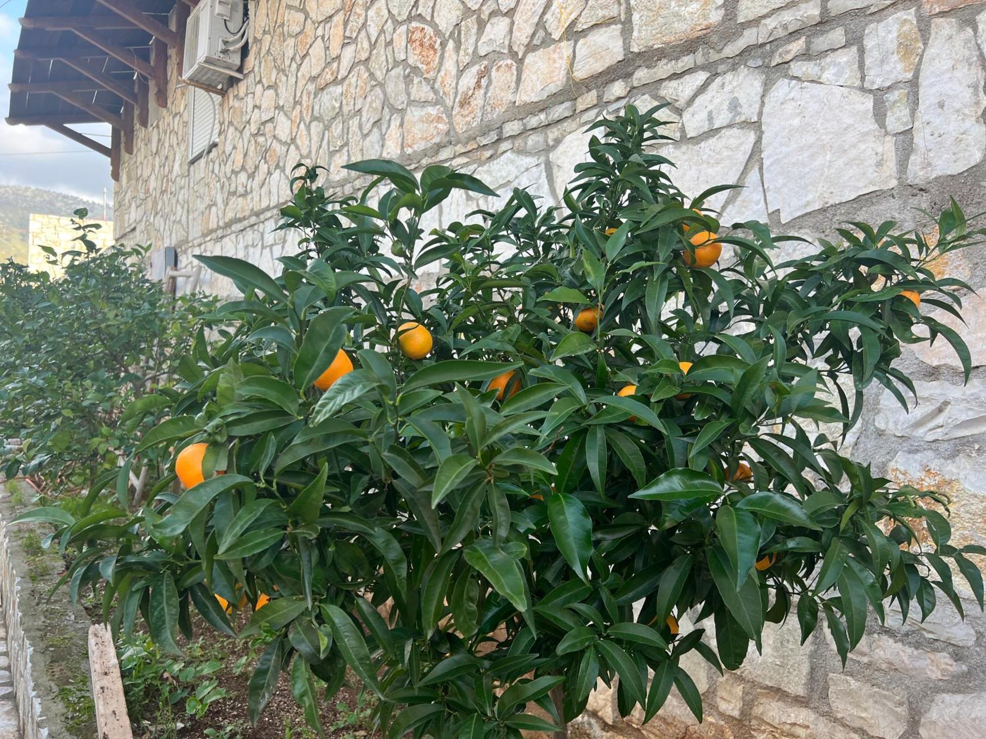 Jardin Miraculeux Otel Himarë Dış mekan fotoğraf