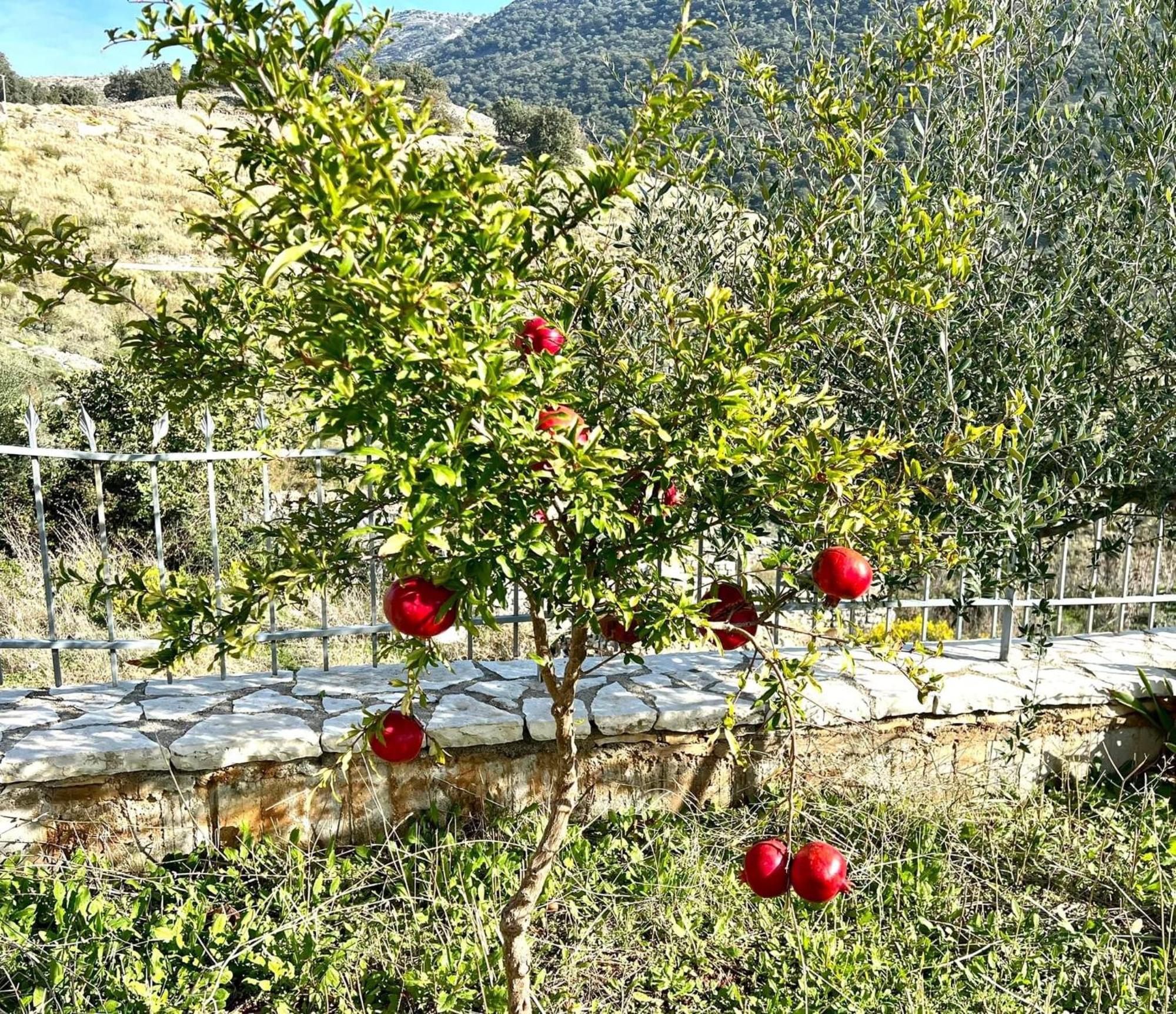 Jardin Miraculeux Otel Himarë Dış mekan fotoğraf